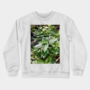 Nettle Crewneck Sweatshirt